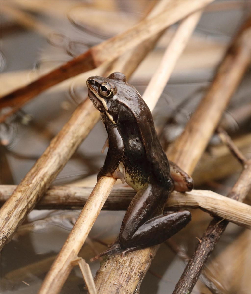 Wood Frog on Patrol, Linda Dugan Partridge