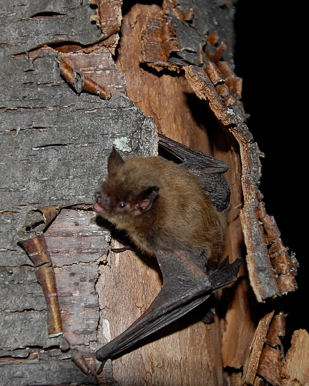Brown Bat Brown Bat