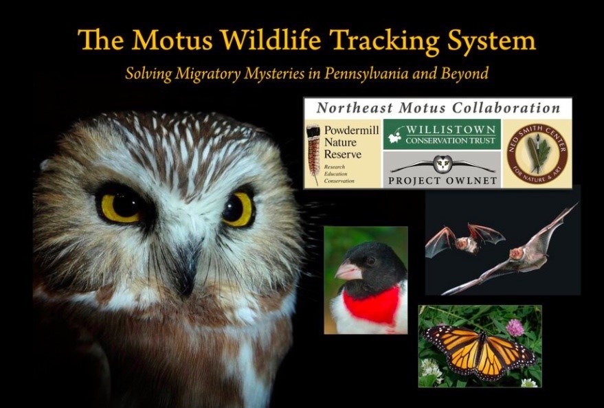 Motus Wildlife Tracking System Graphic