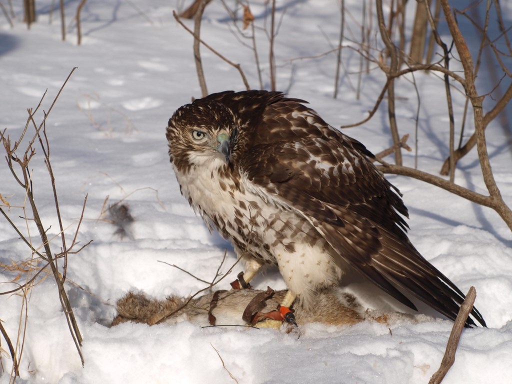Raptor with Prey Raptor with Prey