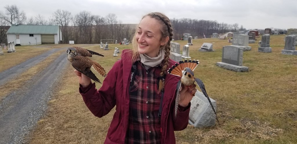 Mercy with two kestrels
