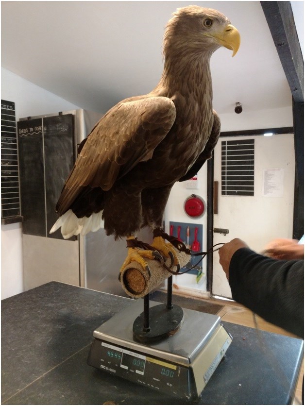 An ICBP staff member monitors the weight of a white-tailed sea eagle.