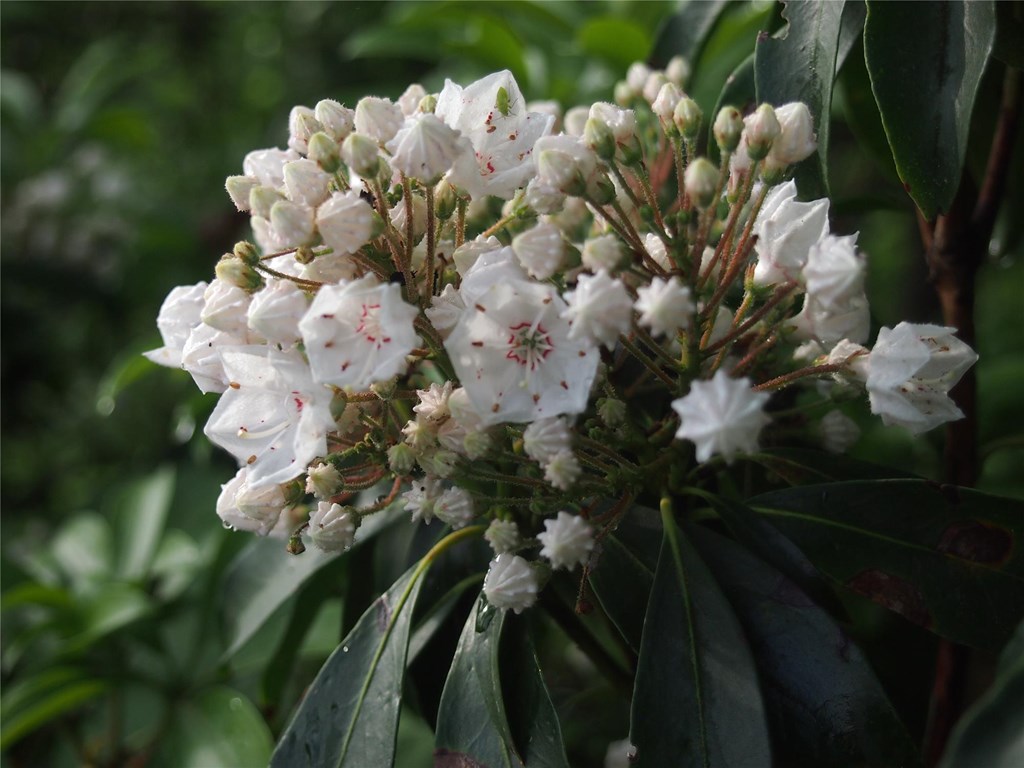 Blooming Mountain Laurel surrounded by its evergreen leaves