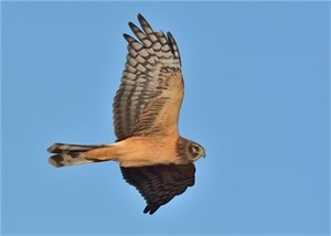 Northern Harrier Northern Harrier