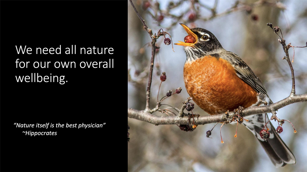 Ornitherapy graphic