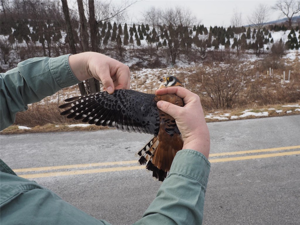 HMS Biologist showing the coloring on a recently banded American kestrel