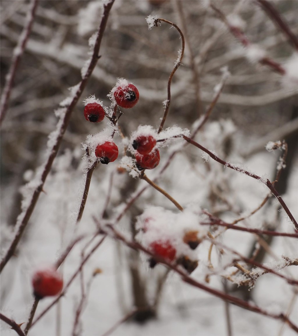 Budding swamp rose rosehips covered in light snow