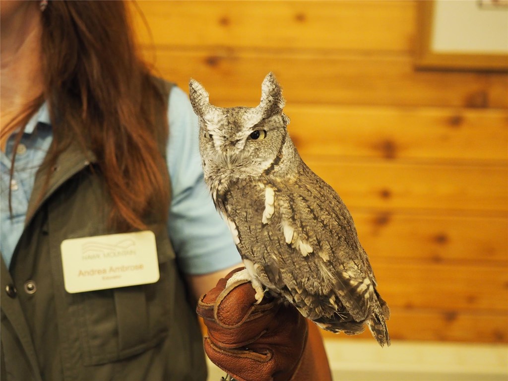 Eastern screech owl educator bird being held by an HMS educator