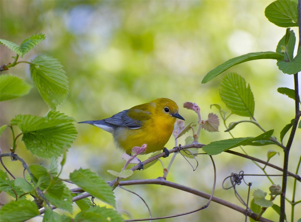 Golden Swamp Warbler Golden Swamp Warbler