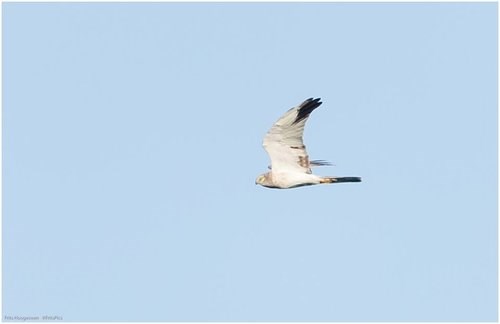 Pallid Harrier Pallid Harrier