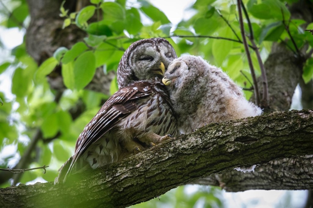 Barred Owl Parent and Chick