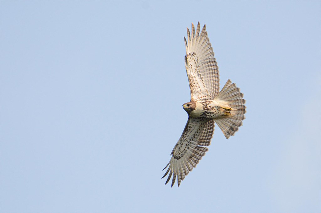 Red-tailed Hawk, Patrick Maurice Red-tailed Hawk, Patrick Maurice