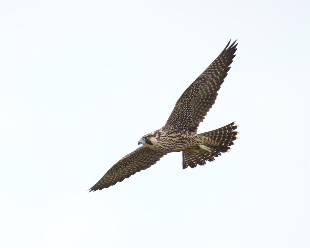 Peregrine falcon in flight