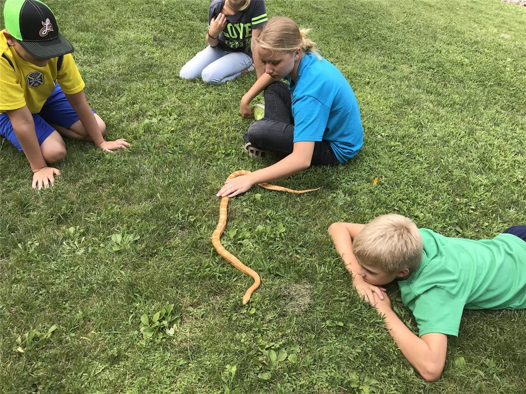 Campers Meet and Observe a Corn Snake Campers Meet and Observe a Corn Snake
