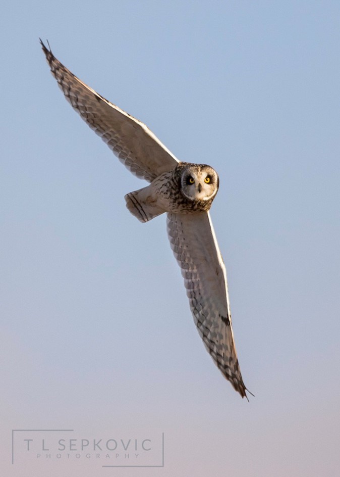 Short-eared Owl in Flight