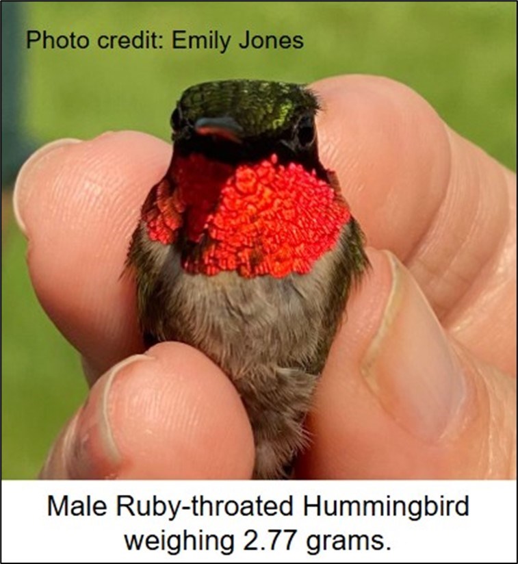close up of male ruby-throated hummingbird