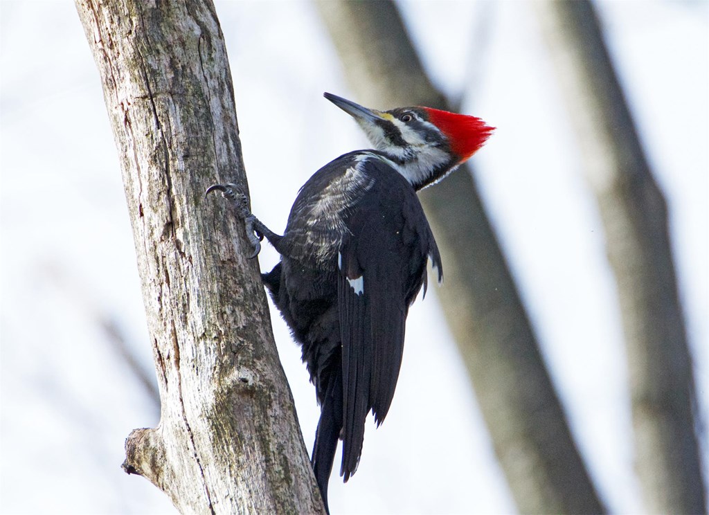 A Female Pileated Woodpecker Clings to the Bark of a Dead Tree