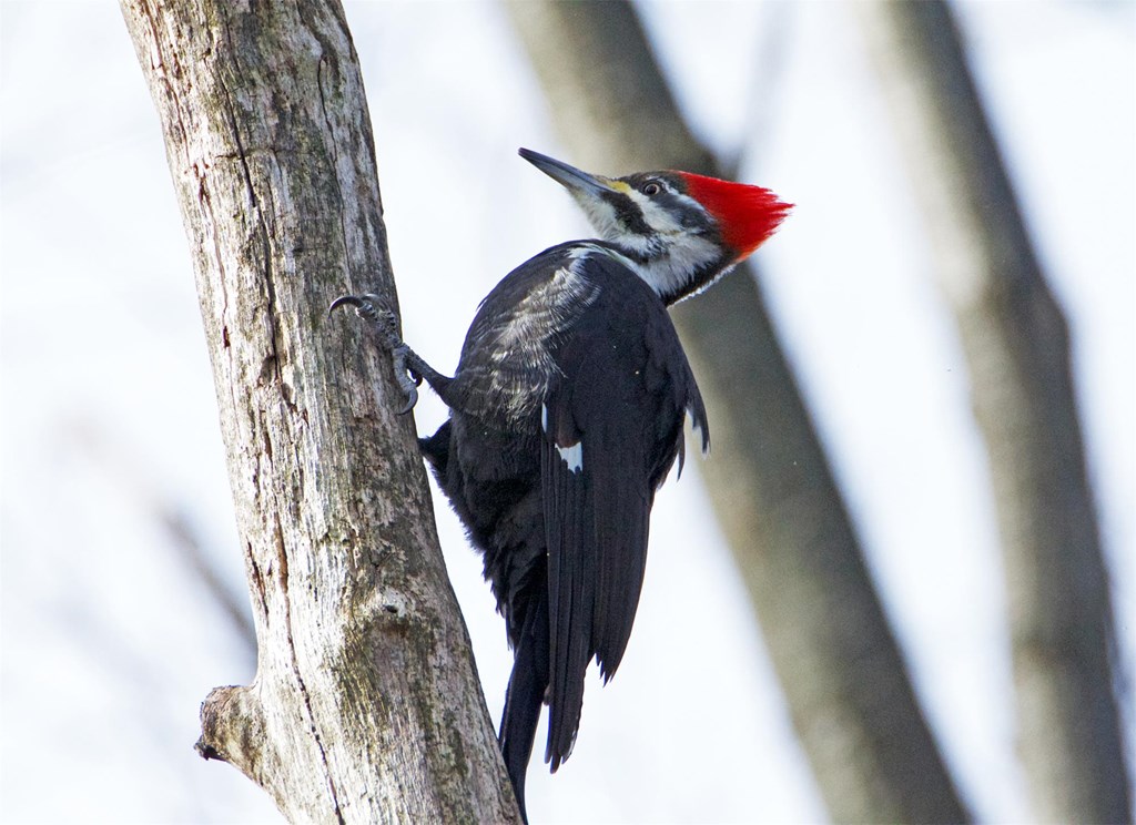 A Female Pileated Woodpecker Clings to the Bark of a Dead Tree A Female Pileated Woodpecker Clings to the Bark of a Dead Tree