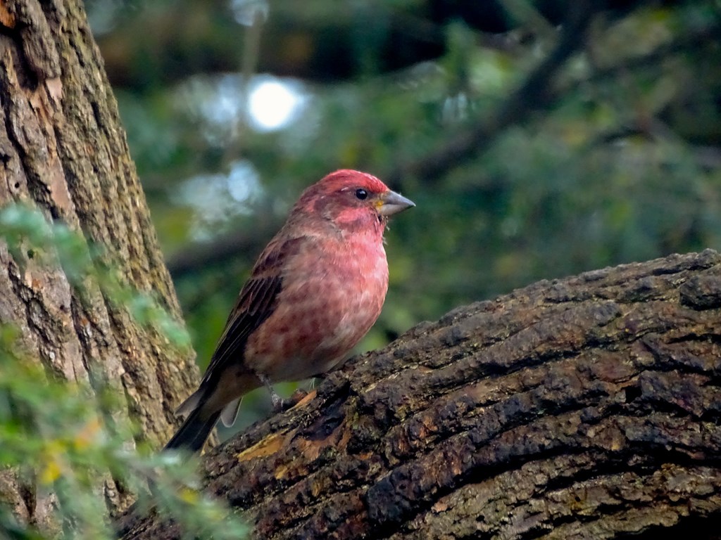 Purple Finch by Patrícia Beltrão dos Santos