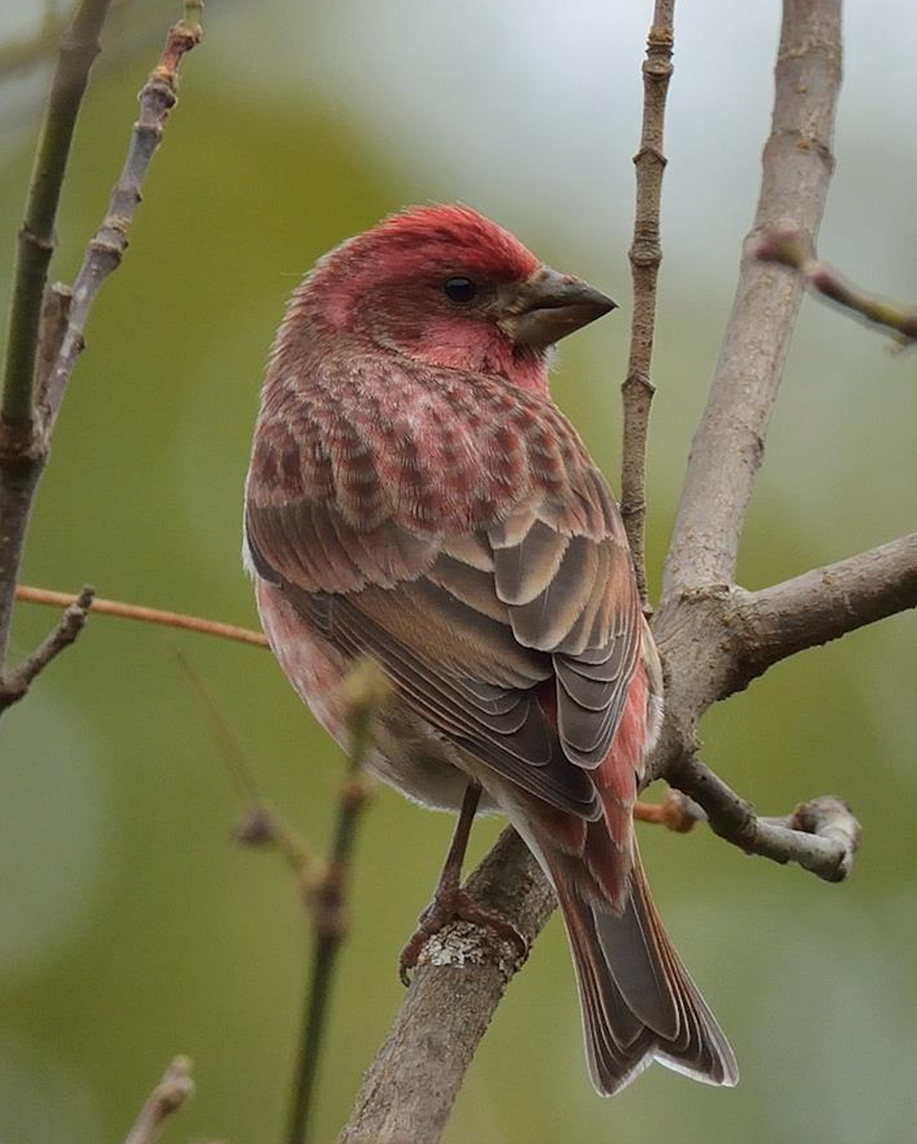 A male Purple Finch poses on a branch