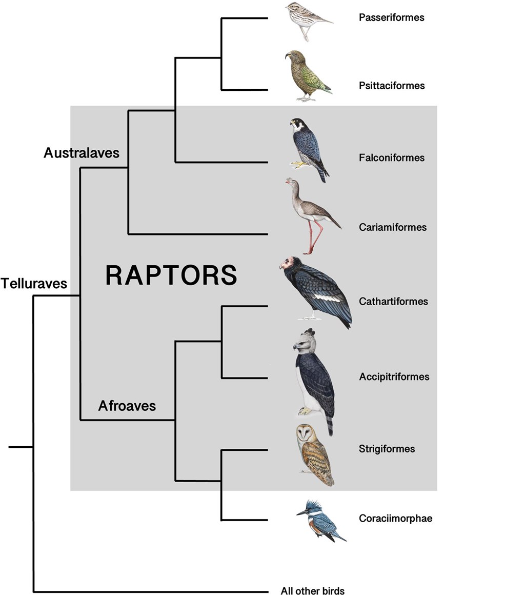 What is a Raptor? graphic