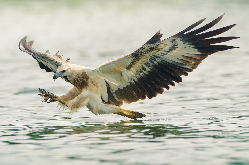 RaptorImageMainContent RaptorImageMainContent
