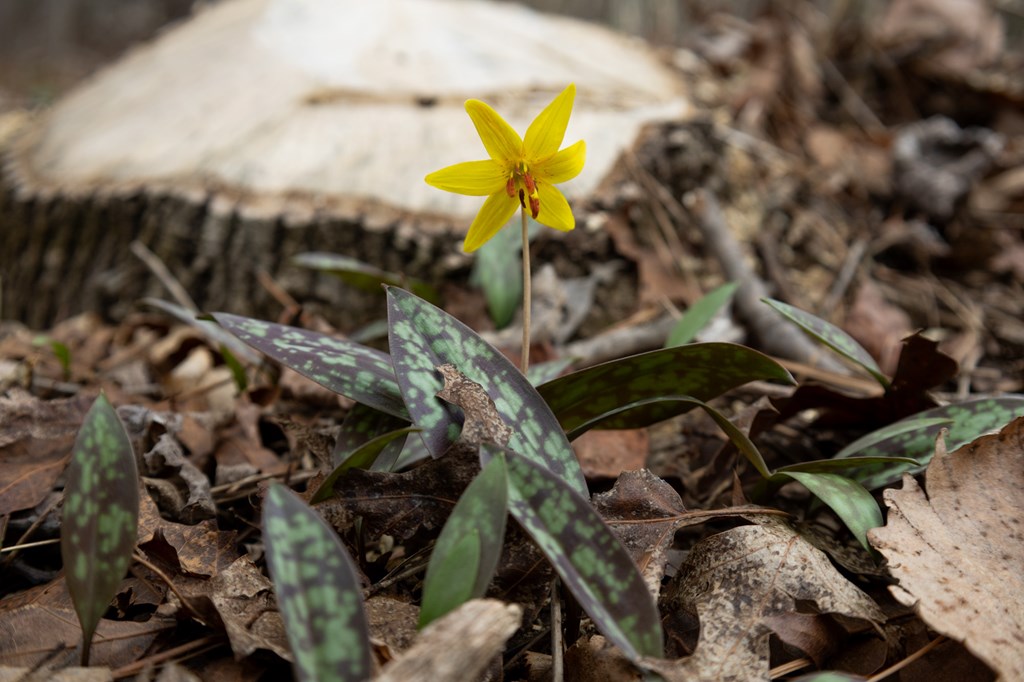 Trout Lily by Laura Berry