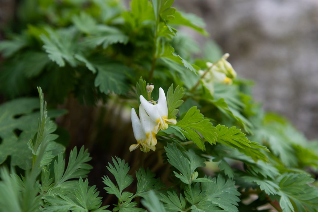 Dutchman's Breeches by Laura Berry Dutchman's Breeches by Laura Berry