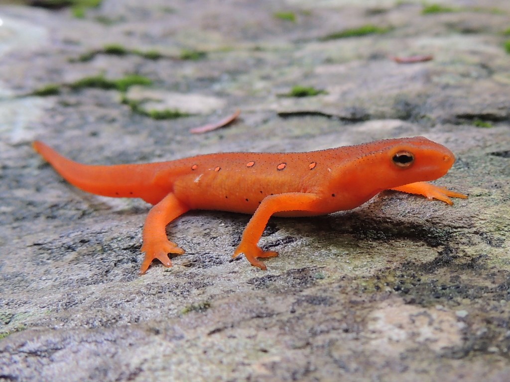 A vibrant Red Eft rests on a rock