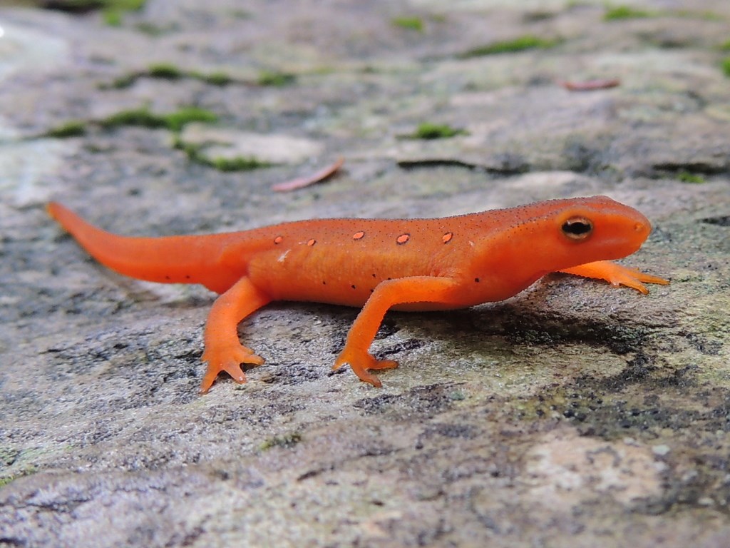 A vibrant Red Eft rests on a rock A vibrant Red Eft rests on a rock