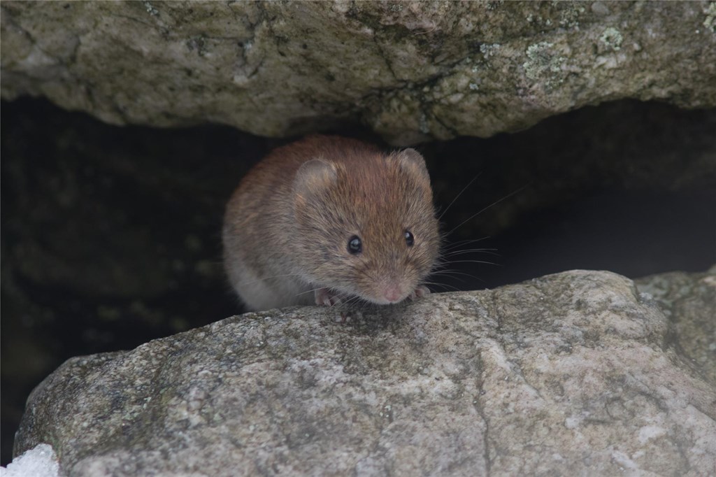 Red-backed Vole by Jesse Amesbury