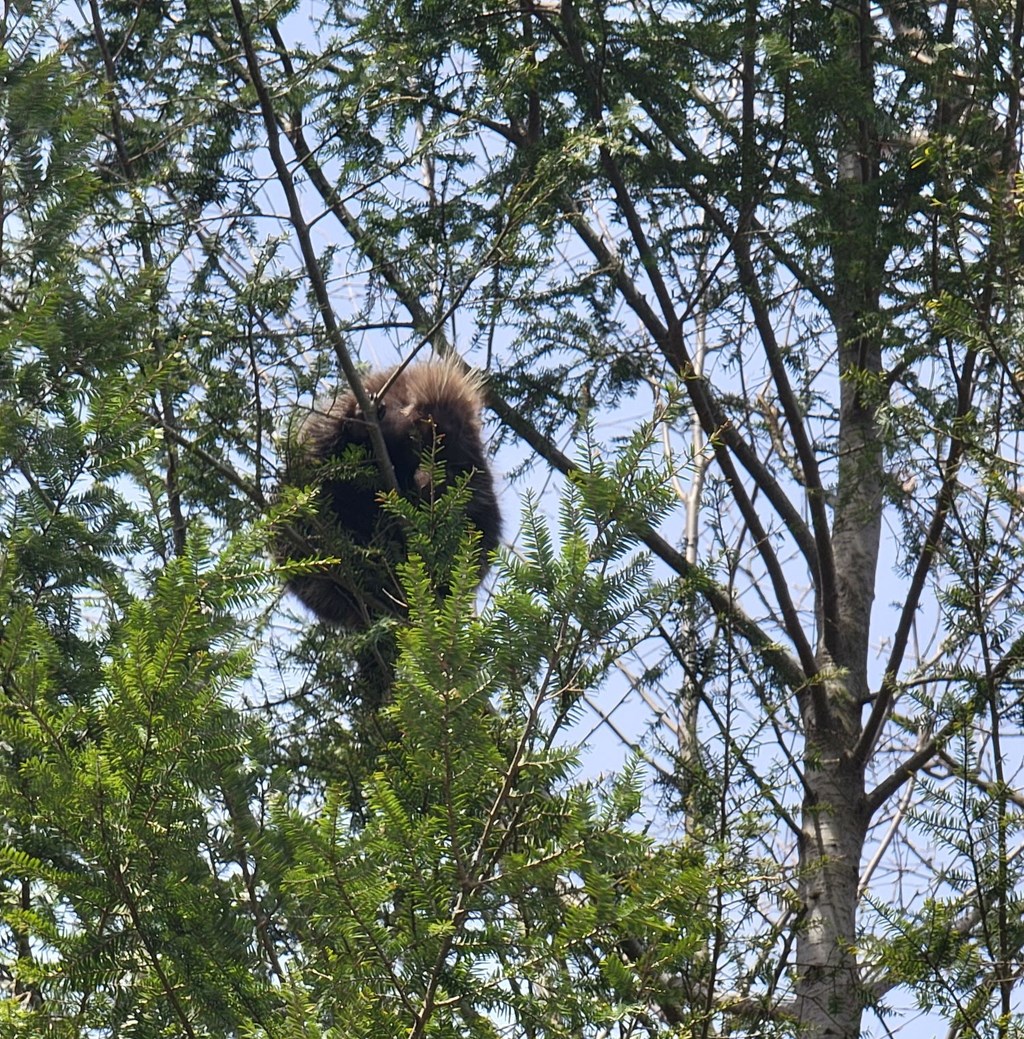North American Porcupine by Jess Gary North American Porcupine by Jess Gary
