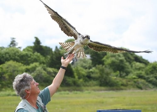 Rob Bierregaard releasing osprey