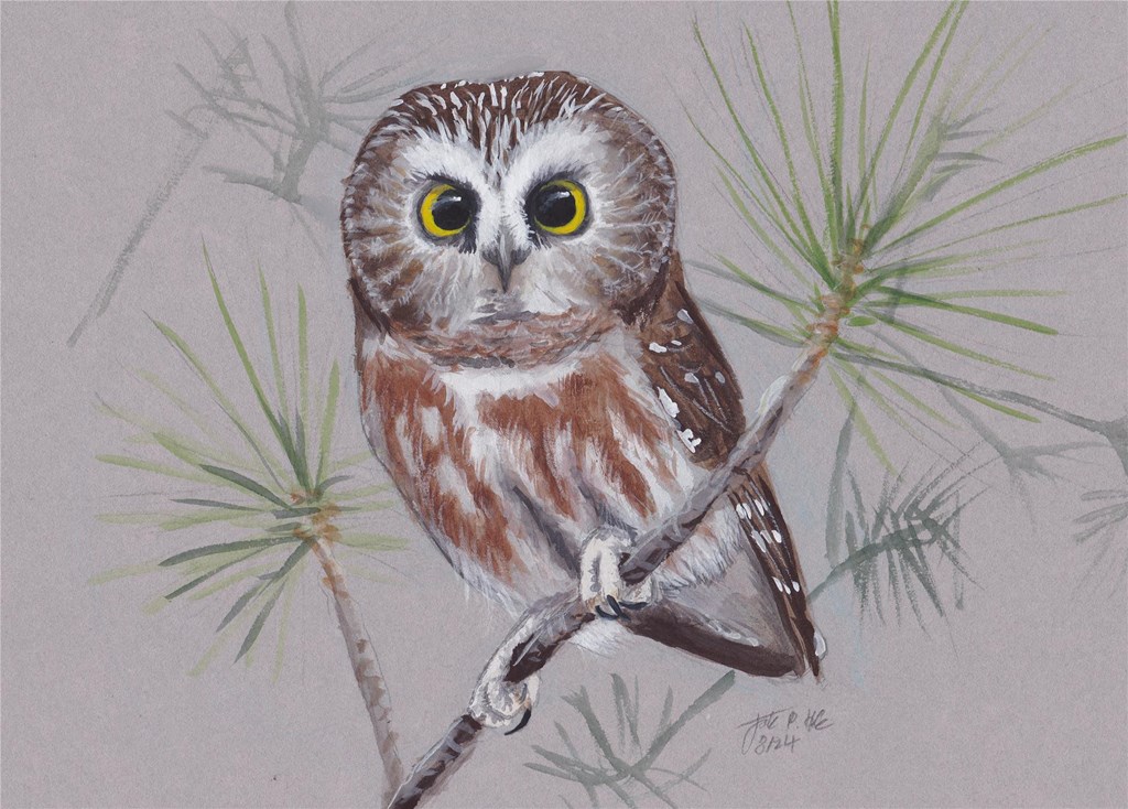 saw-whet owl illustration by Jack Hobe