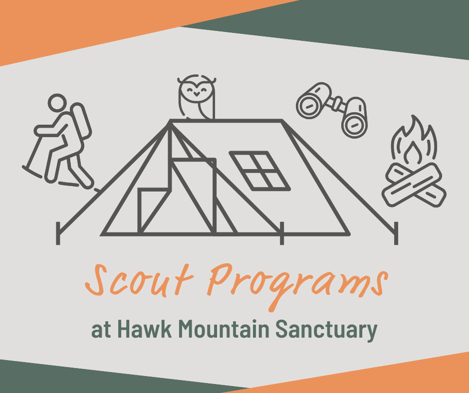 Scout Programs Graphic