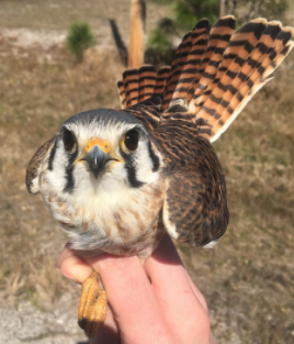 American kestrel