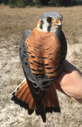 Male American kestrel