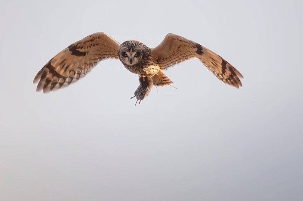 Short-eared Owl in flight with Vole as Prey