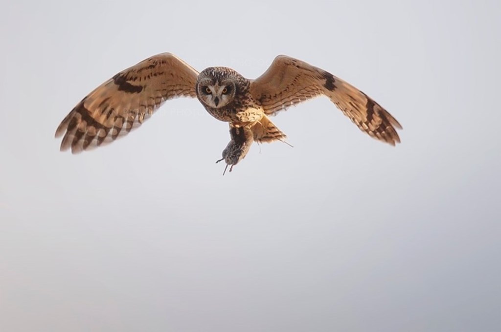 Short-eared Owl in flight with Vole as Prey Short-eared Owl in flight with Vole as Prey