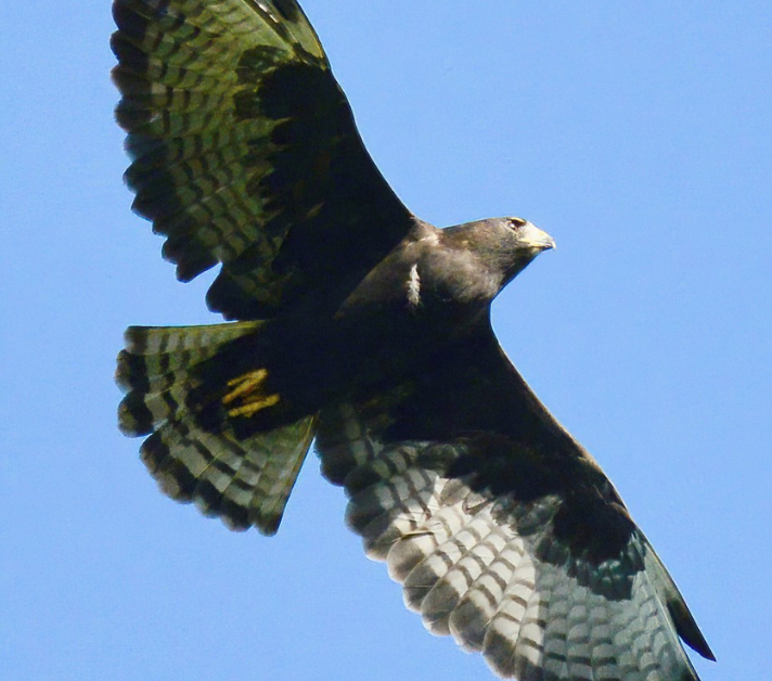 Short-tailed Hawk in Flight Short-tailed Hawk in Flight