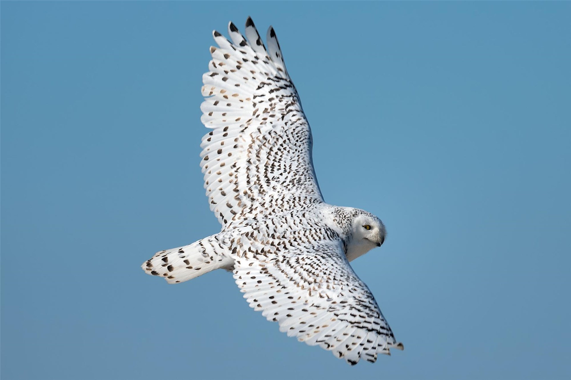 Snowy Owls Hawk Mountain Sanctuary Learn Visit Join