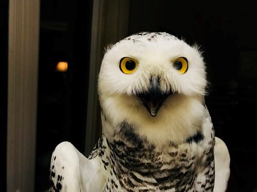 Stella, a snowy owl