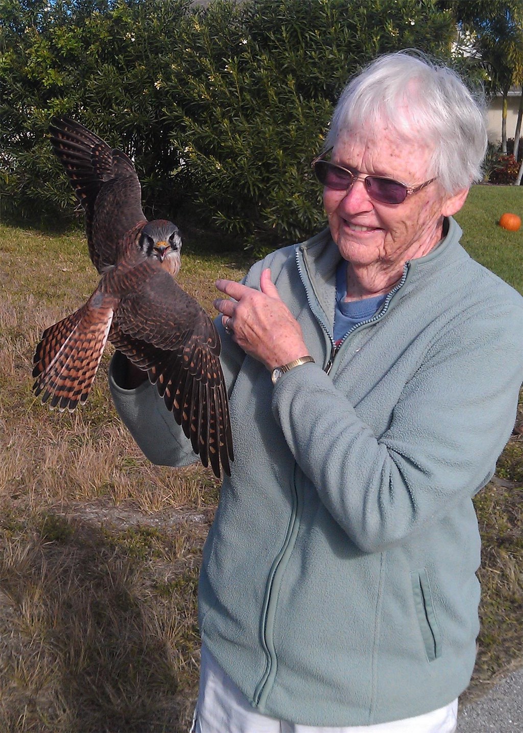 Sue Robertson with an American Kestrel Sue Robertson with an American Kestrel