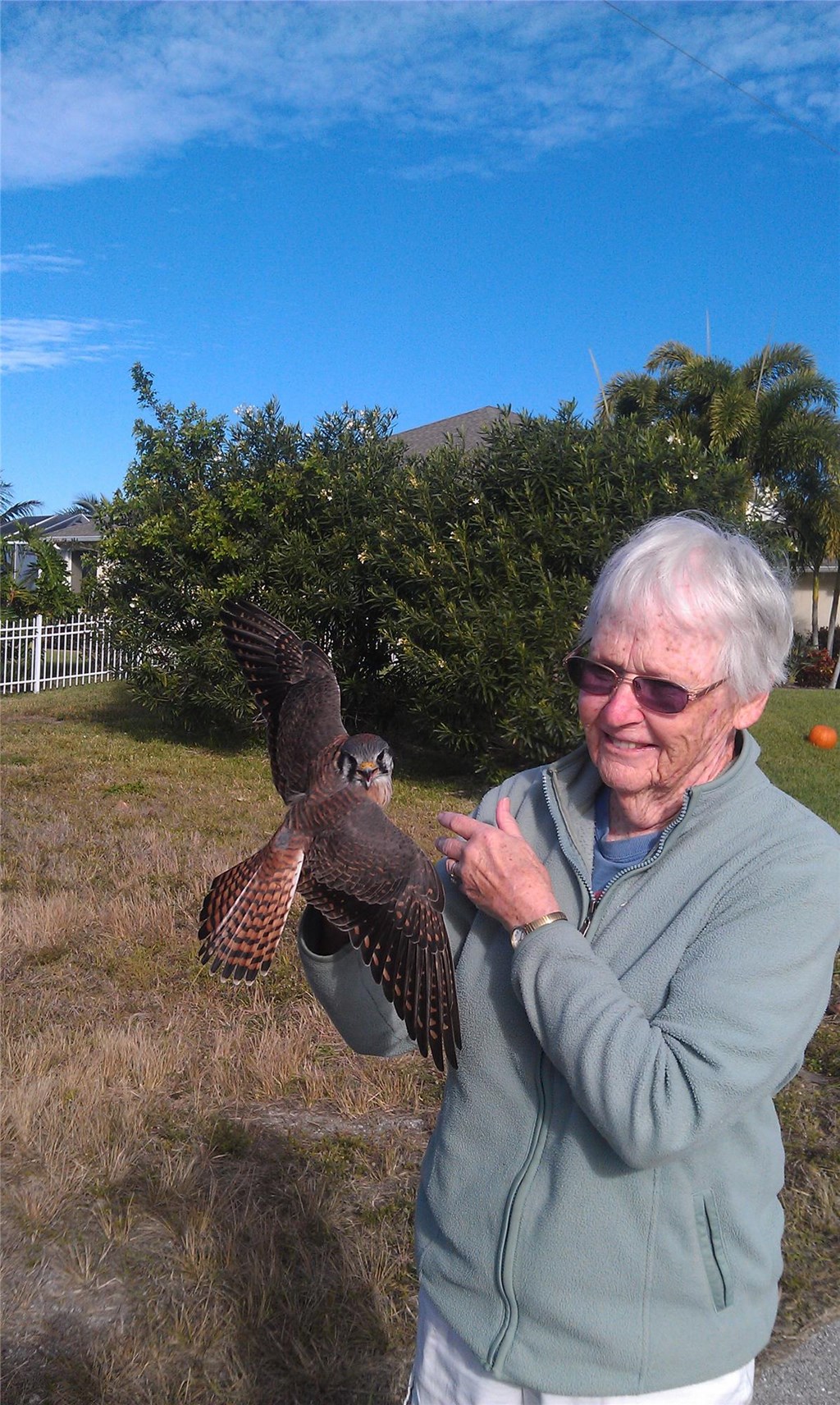Volunteer holding a recently banded American kestrel in Florida