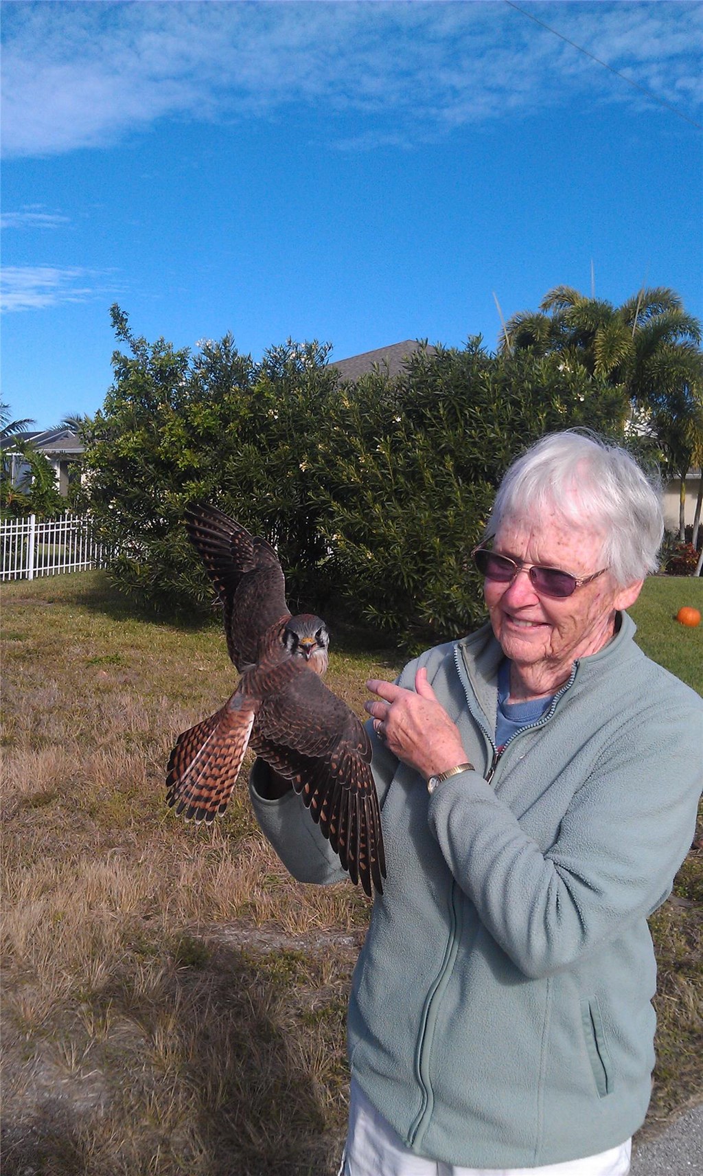 Volunteer holding a recently banded American kestrel in Florida Volunteer holding a recently banded American kestrel in Florida