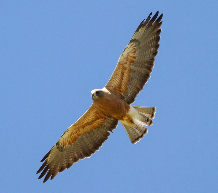 Swainson's Hawk in Flight Swainson's Hawk in Flight
