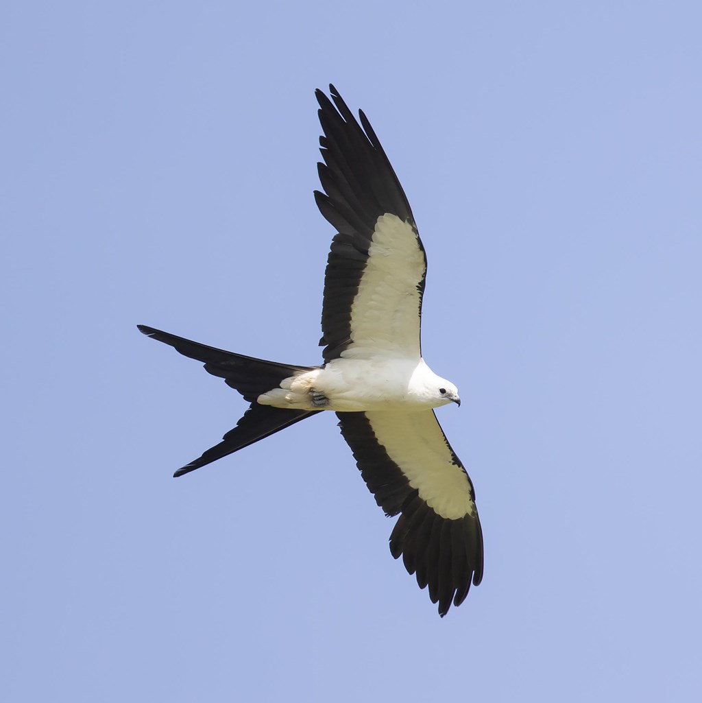 Swallow-tailed Kite in Flight Swallow-tailed Kite in Flight