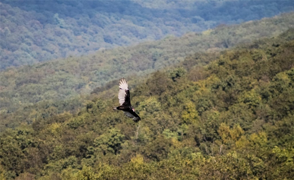 Soaring Turkey Vulture