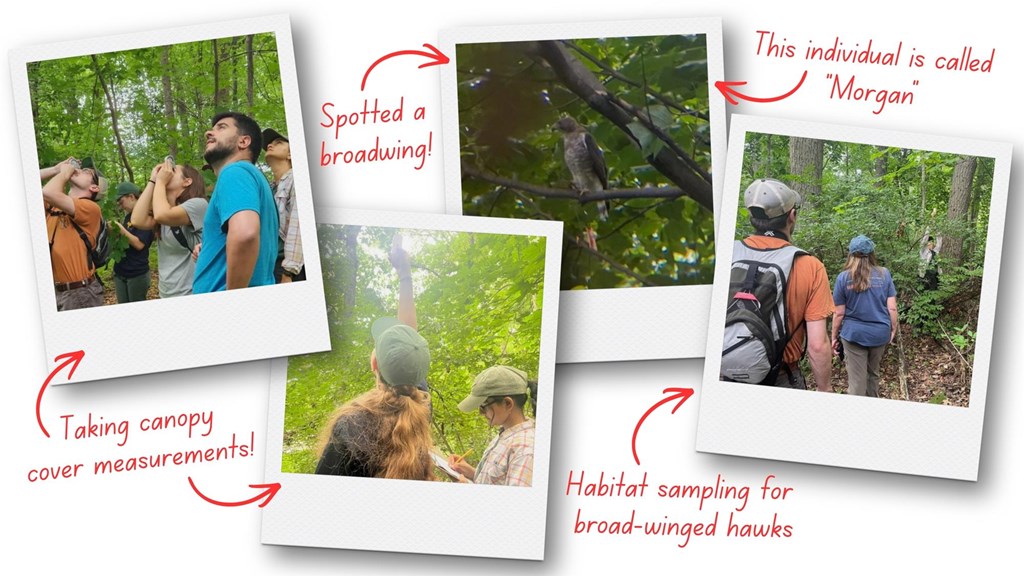Habitat sampling for broad-winged hawks