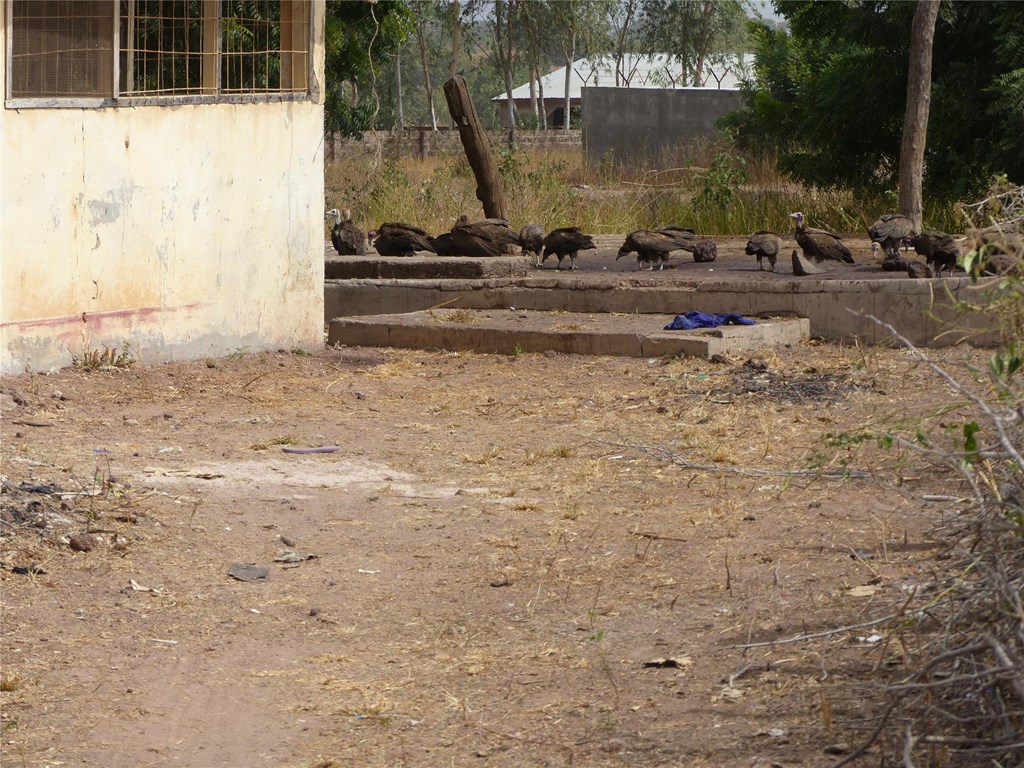 Hooded vultures feeding at a slaughter house during a road survey count